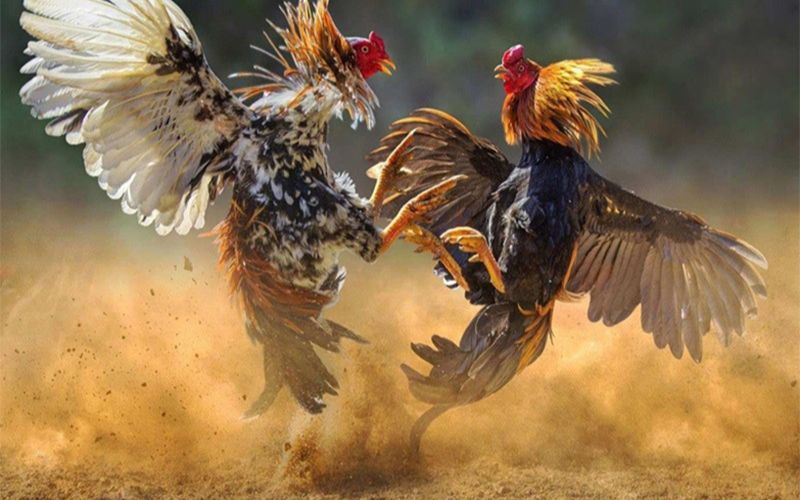 thu-thuat-choi-da-ga-1