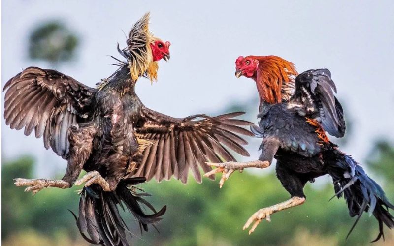 thu-thuat-choi-da-ga-2