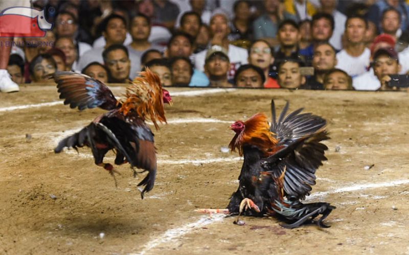 thu-thuat-choi-da-ga